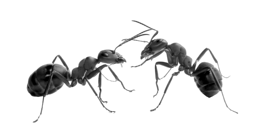 Uttarakhand Insects Ant