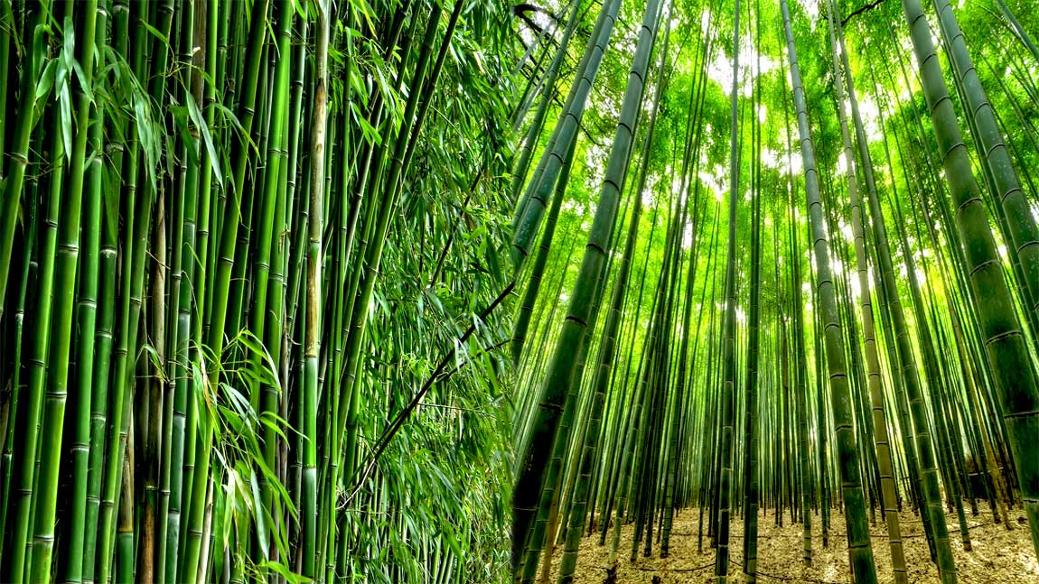 Uttarakhand Vegetations Bamboo 