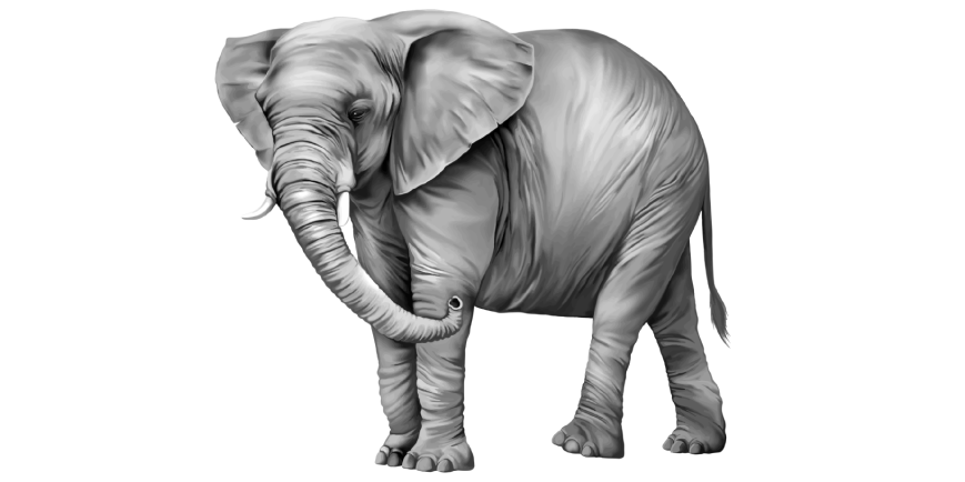 Uttarakhand Uttarakhand Animals | Dictionary Elephant