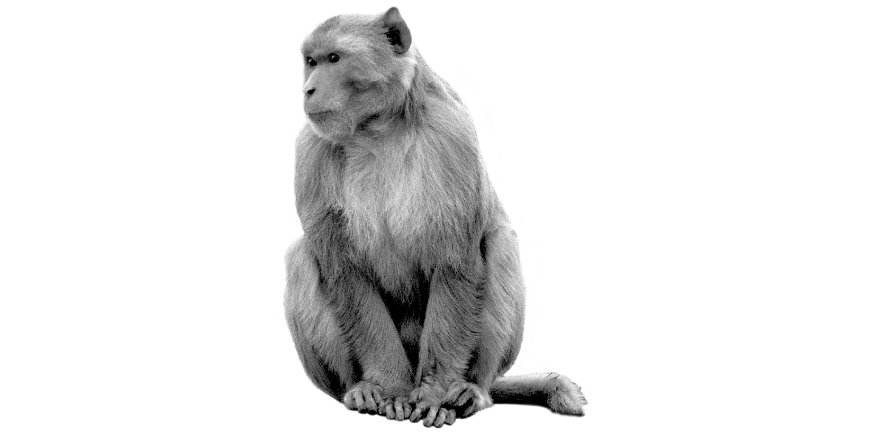 Uttarakhand Uttarakhand Animals | Dictionary Monkey