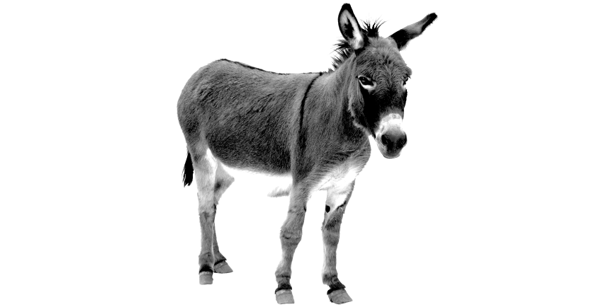 Uttarakhand Uttarakhand Animals | Dictionary Mule