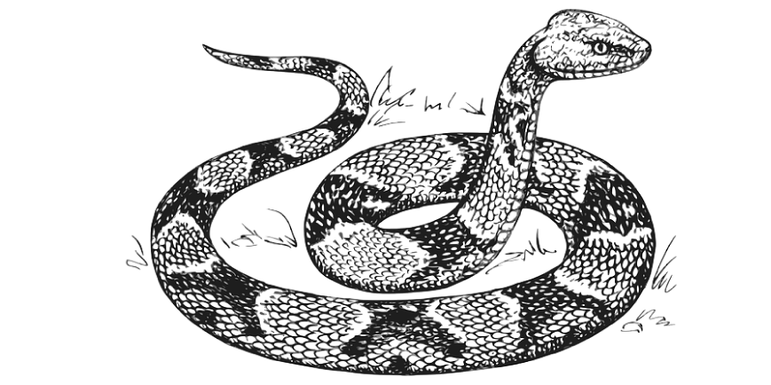 Uttarakhand Uttarakhand Animals | Dictionary Snake