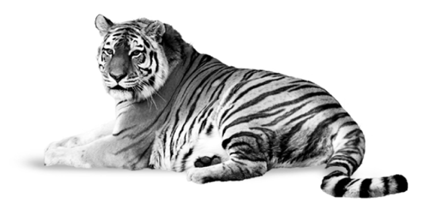 Uttarakhand Uttarakhand Animals | Dictionary Tiger