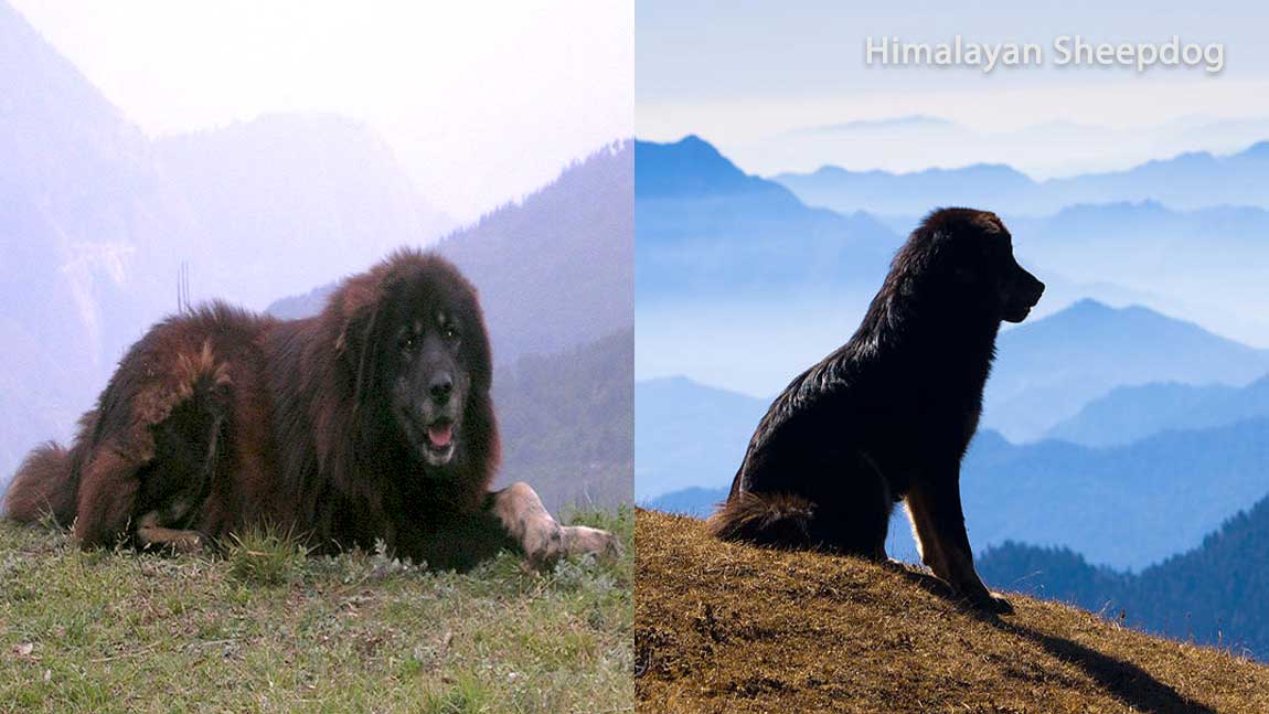 Himalayan_Sheepdog