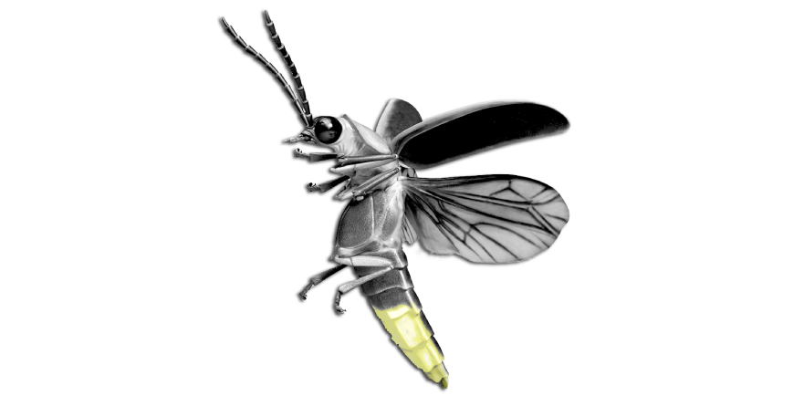 Uttarakhand Insects Firefly