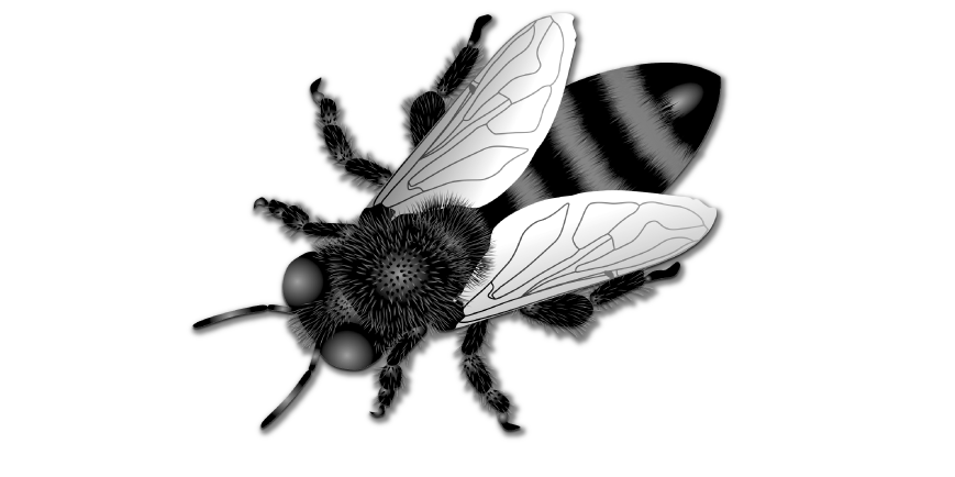 Uttarakhand Insects Honey-Bee